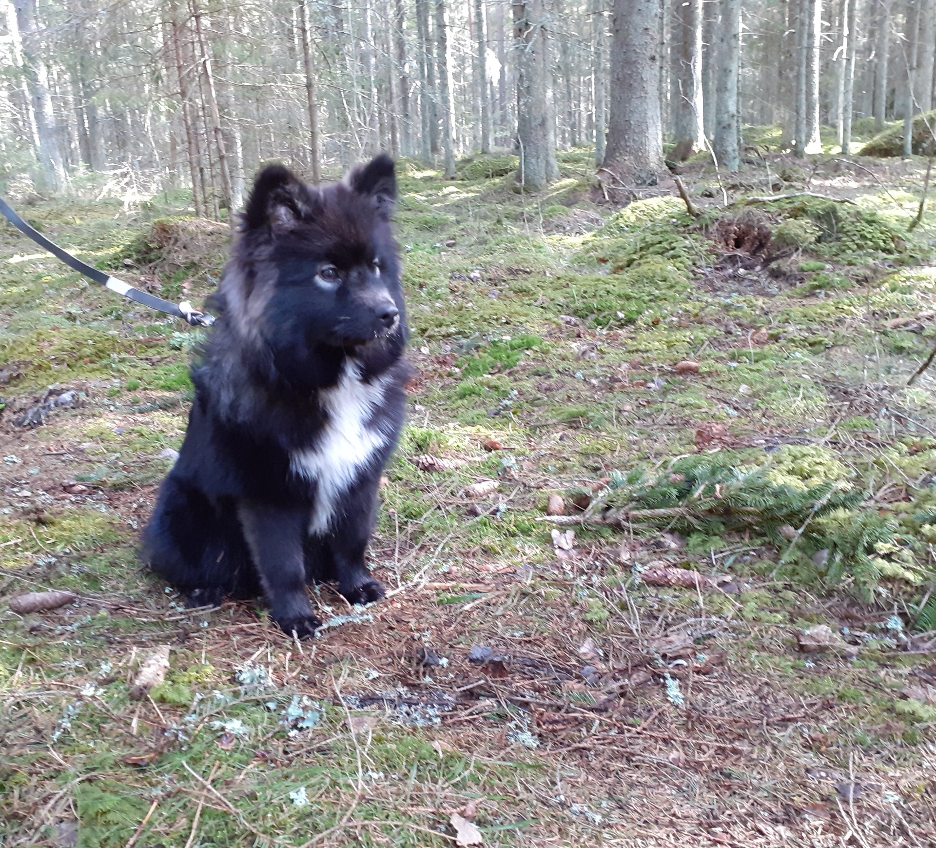 Suomenlapinkoira KastanjanKennel suomenlapinkoira-kastanjankennel
